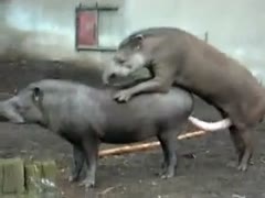 Two young tapirs at the zoo